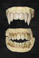 /portfolio/special-effects-props_09-protesi-dentali-per-effetti-speciali-vampiro-zombie.jpg